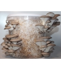 Oyster Mushroom Grow kit