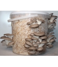 Oyster Mushroom Grow kit