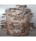 Oyster Mushroom Grow kit